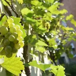 Ξενοδοχείο Hotel-pension Mandy - Adults Only Senftenberg