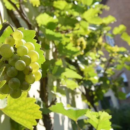 Hotel Hotel-pension Mandy - Adults Only Senftenberg