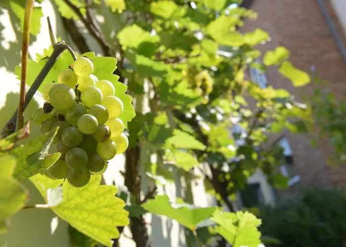 Hotell Hotel-pension Mandy - Adults Only Senftenberg